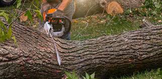 Best Tree Cabling and Bracing  in Hampton Manor, NY