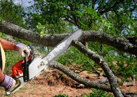 Best Stump Grinding and Removal  in Hampton Manor, NY