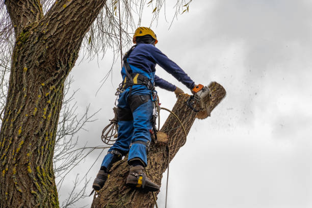 Best Stump Grinding and Removal  in Hampton Manor, NY