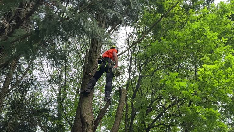 Best Emergency Tree Removal  in Hampton Manor, NY