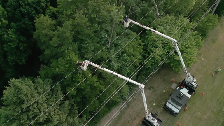 Best Commercial Tree Services  in Hampton Manor, NY